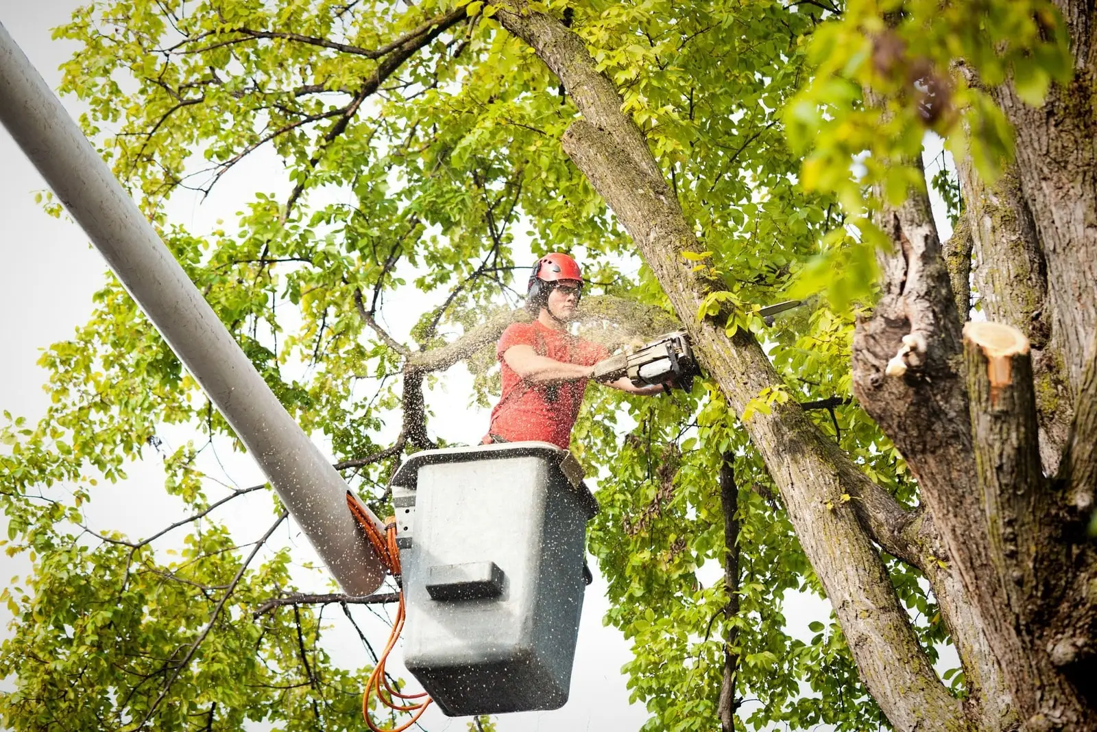A tree worker in a bucket-truck lift trimming high branches from a large shade tree
