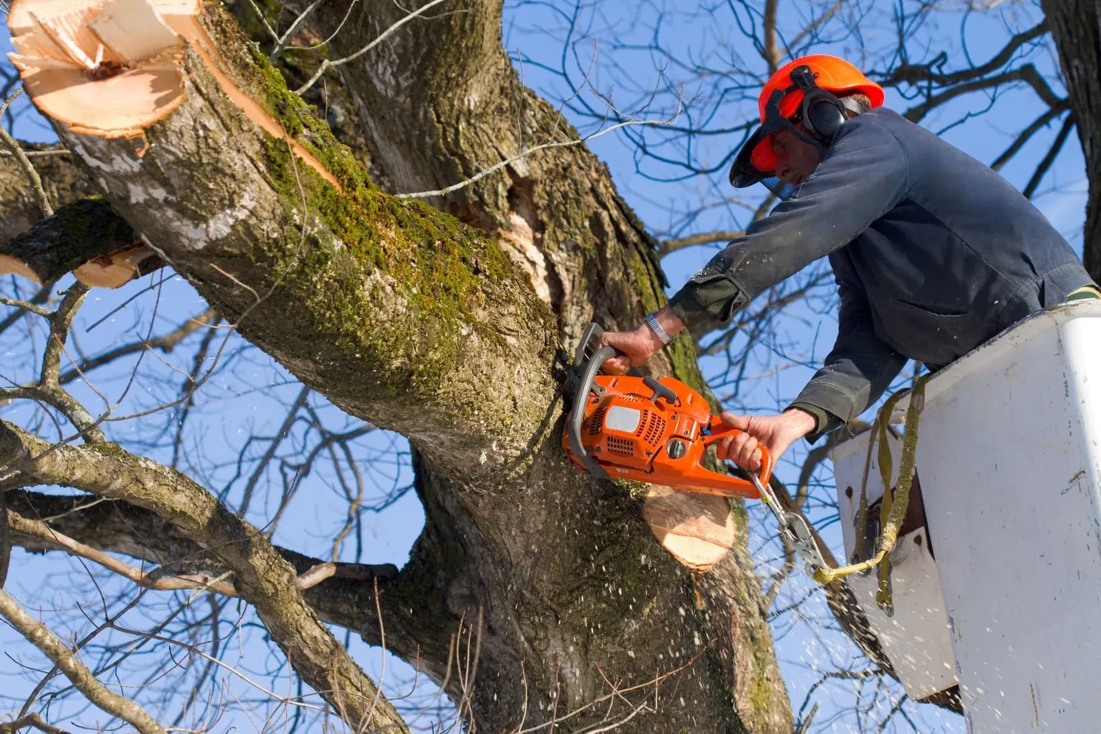 A climber high in a tree canopy using a chainsaw to cut back overgrown limbs