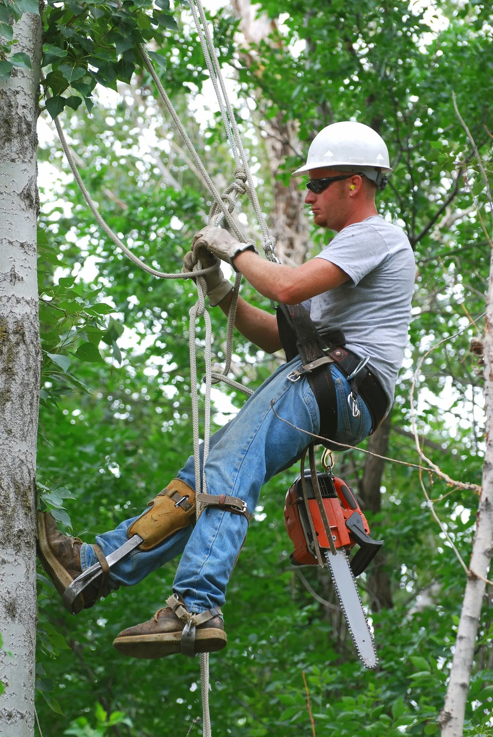 A climber roped into a tree canopy, pruning branches by hand