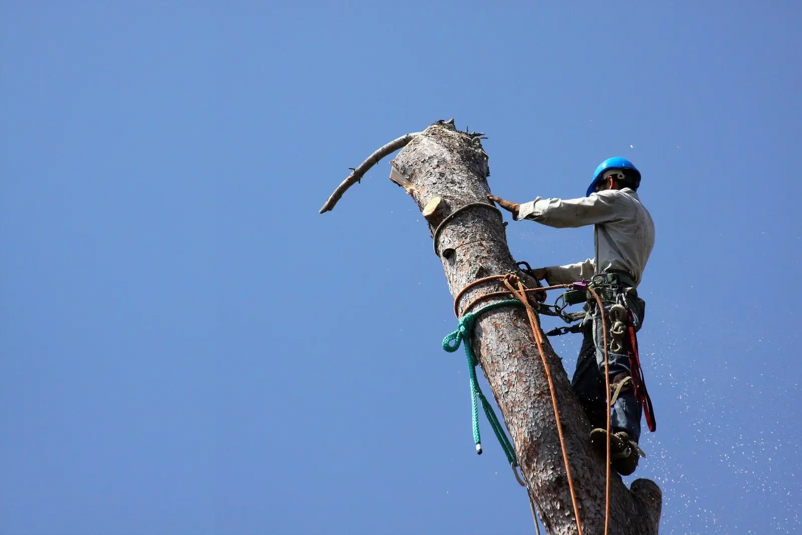 A climber roped into a tall stripped trunk, sectioning it down piece by piece against a blue sky