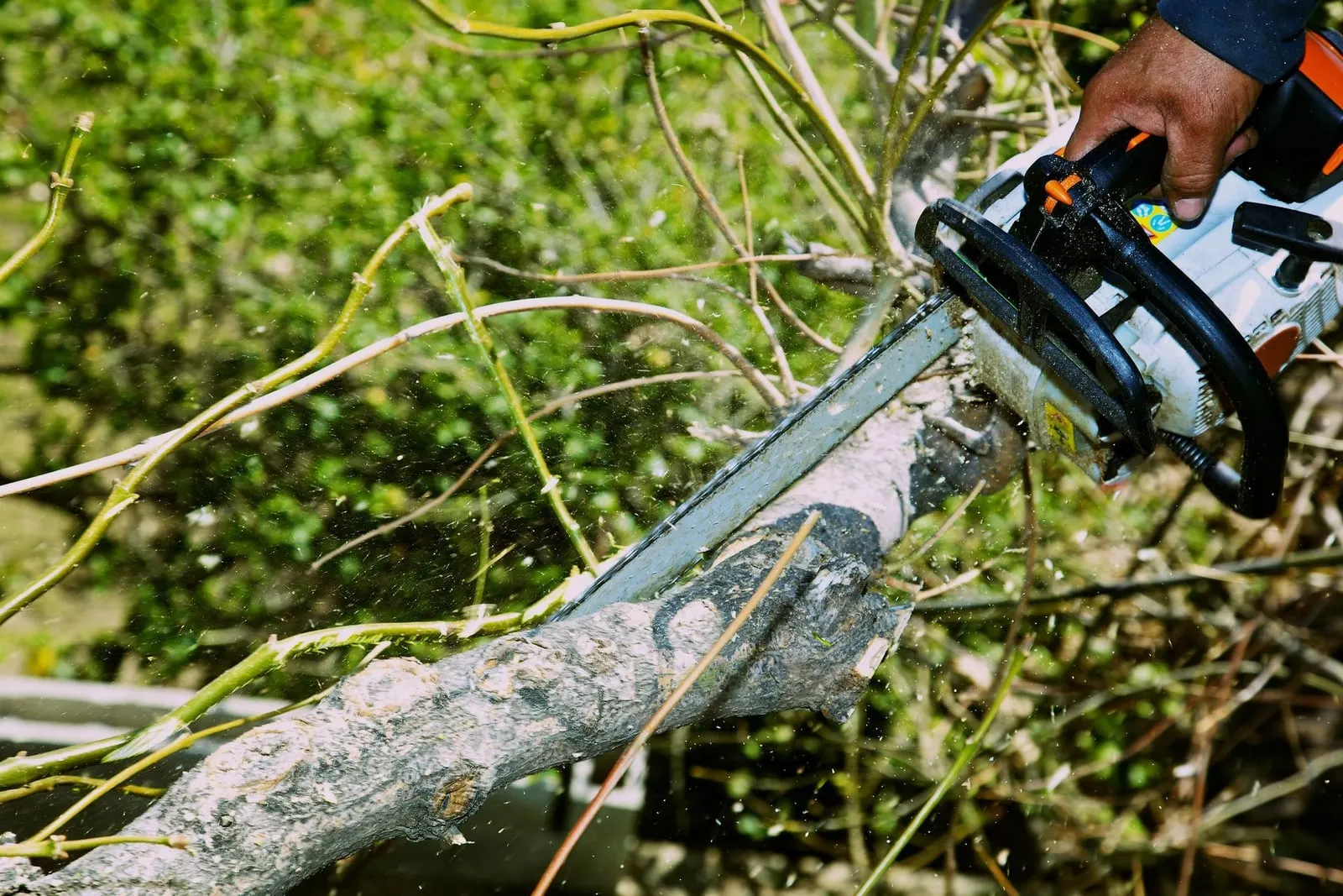 A tree worker cutting a dead branch from a tree with a chainsaw