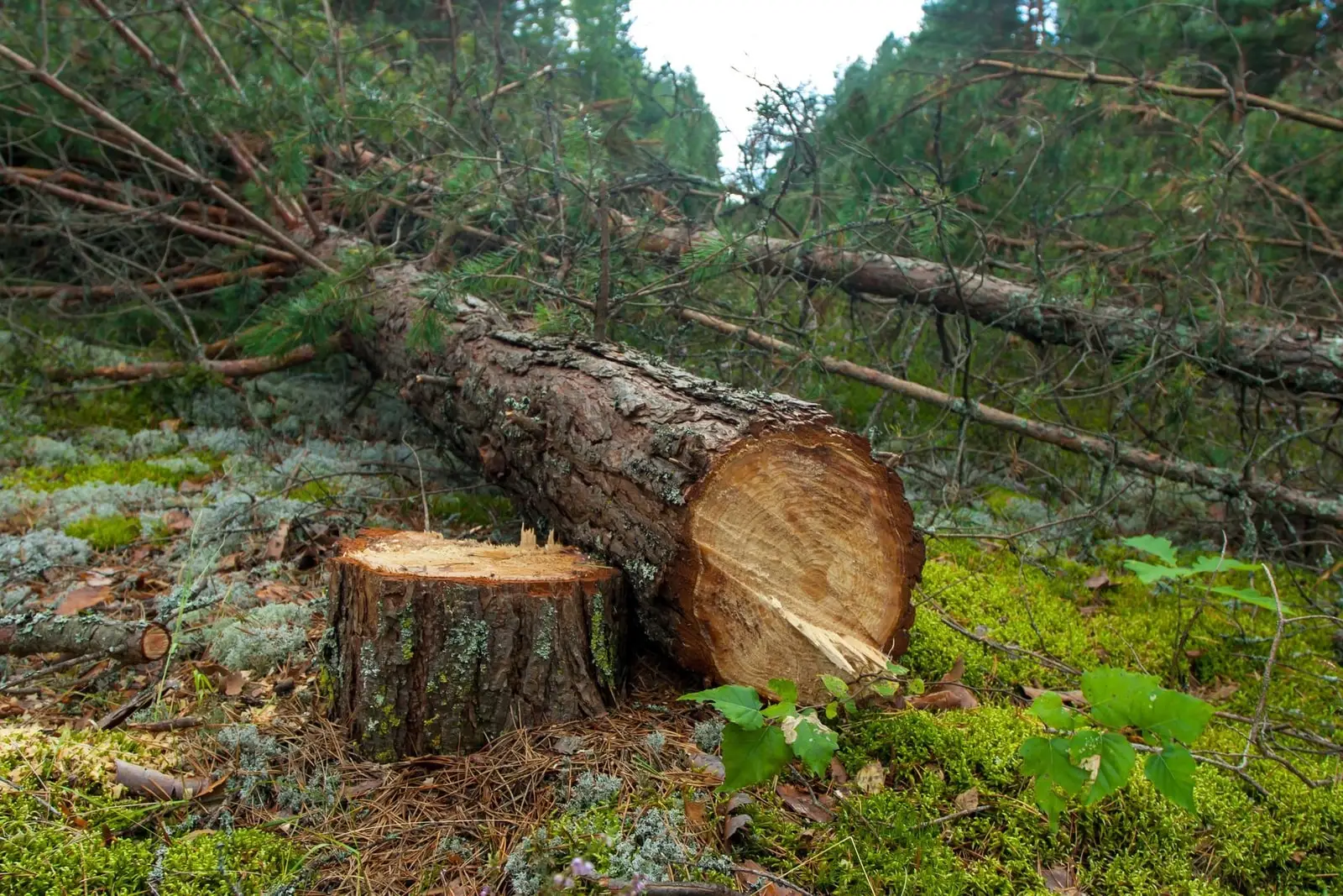 A felled tree lying on the ground beside the stump it was cut from