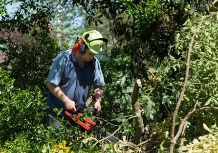 A tree worker hand-pruning smaller branches to shape a tree