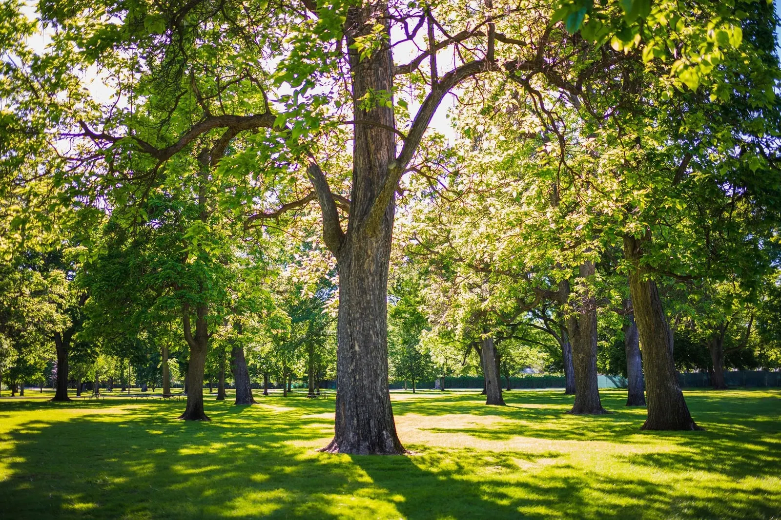 Mature shade trees across an open green park in Hernando County, Florida