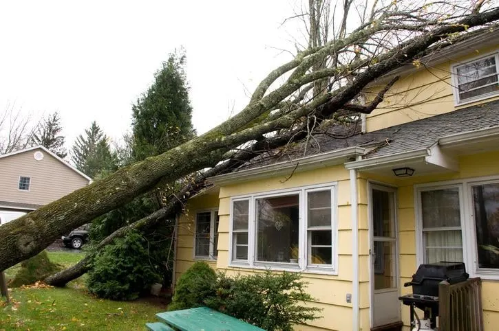 A large storm-damaged tree fallen across the roof of a house