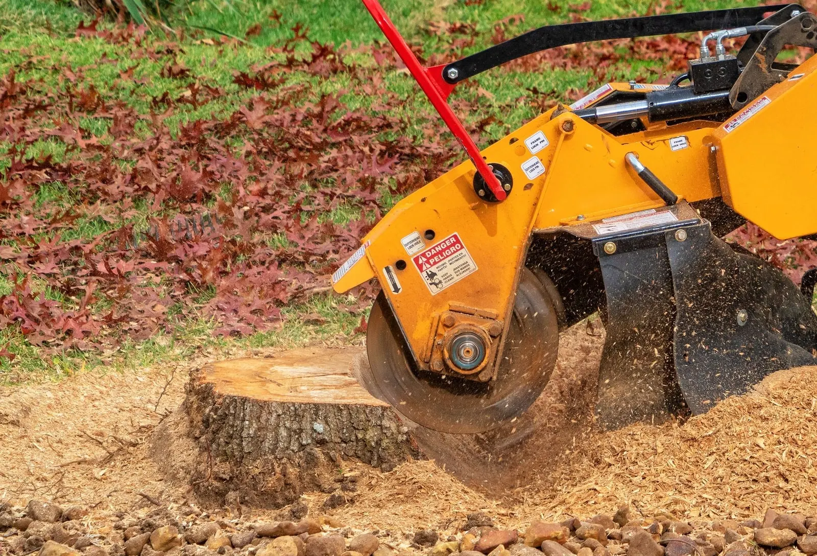 The cutting wheel of a stump grinder working down into a tree stump