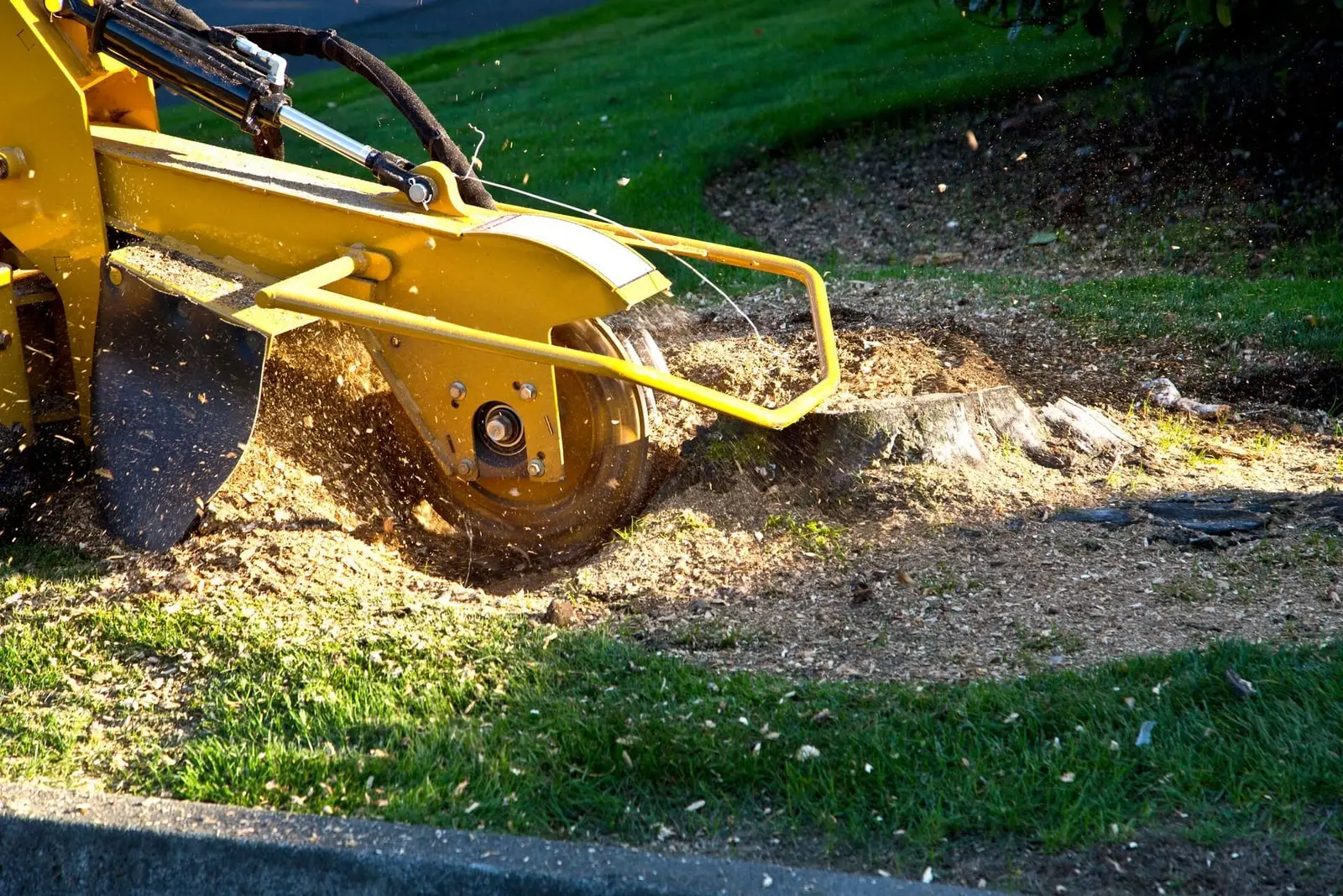 A stump grinder cutting a tree stump down below ground level, throwing up wood chips