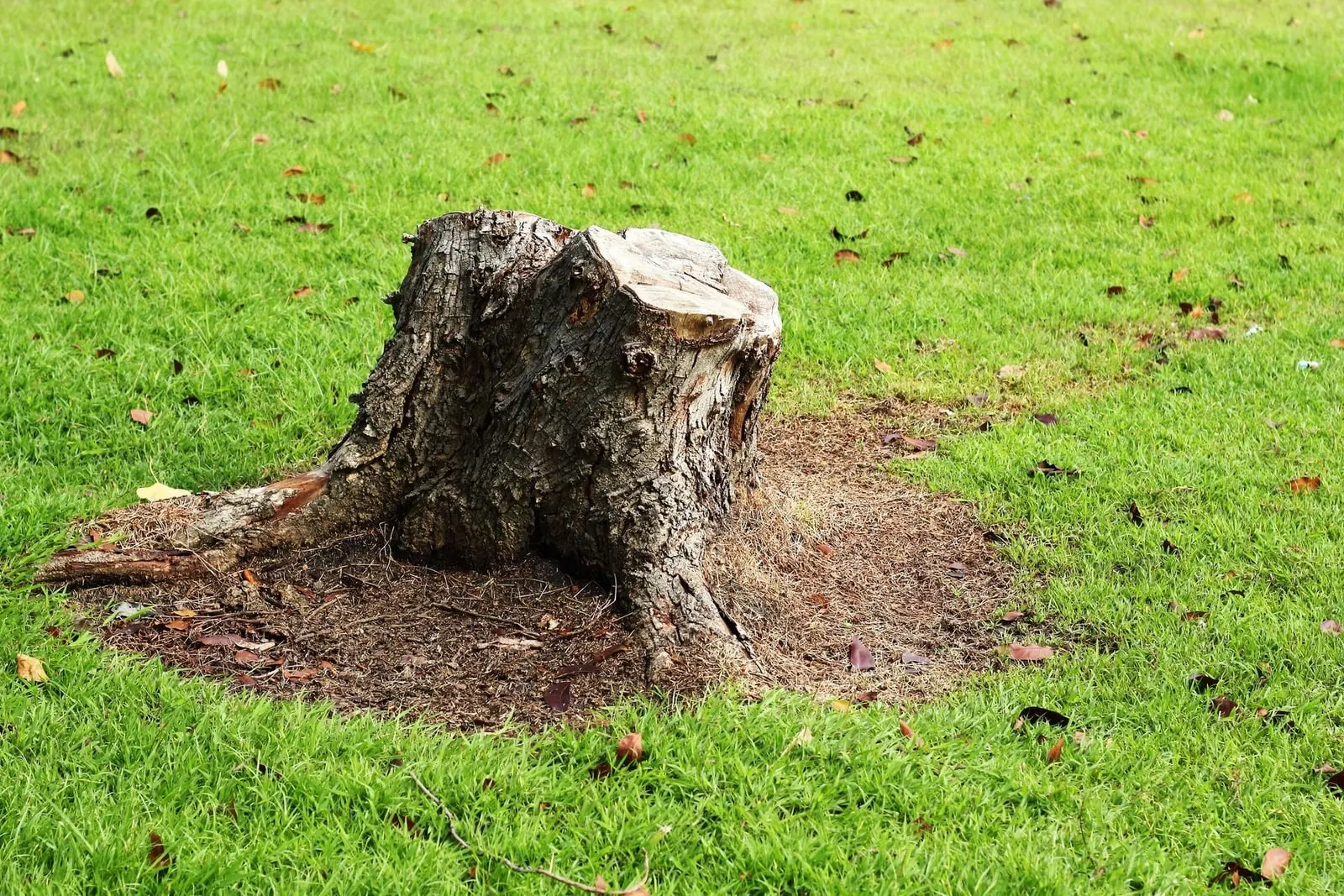 A tree stump left in a green lawn, ready to be ground out